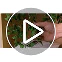 Artificial Hanging Plant in Black Pot - Small Fake Potted Vine for Shelf Decor