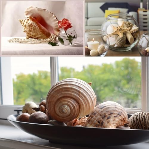 15-Piece Large Natural Seashells & Starfish Set for DIY Crafts & Decor