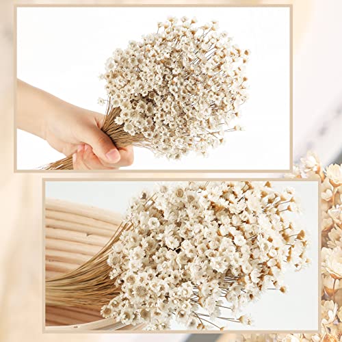 500 Pcs Natural Dried Chamomile Daisy Flowers for Vase Arrangements