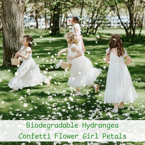 3000+ Real Dried Hydrangea Flower Petals, Ivory White Wedding Confetti