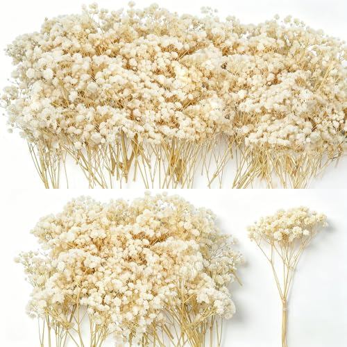 Natural Dried Baby's Breath Flowers - 6" Ivory White Gypsophila Bouquet