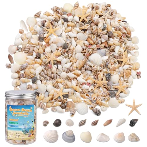 1200 Pcs Natural Mini Seashells & Starfish Set for DIY Crafts & Decor
