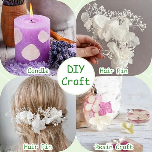 3000+ Real Dried Hydrangea Flower Petals, Ivory White Wedding Confetti