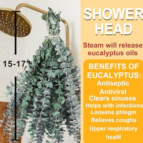 Preserved Eucalyptus Stems for Shower - 17" Natural Dried Plants (12 Pack)