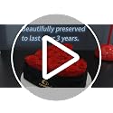 16 Preserved Forever Roses in Luxury Suede Gift Box - Sweet Pink