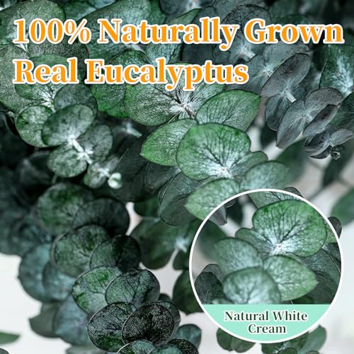 21-Piece Preserved Eucalyptus Stems, 17-Inch Natural Greenery for Decor
