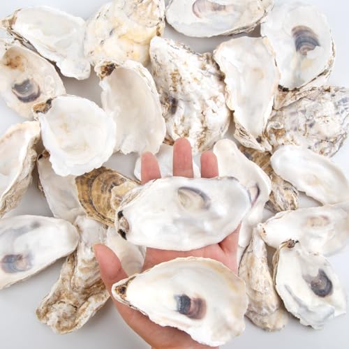 Natural Oyster Shells for Crafts - 30 Pack Large 4"-5" Bulk Seashells