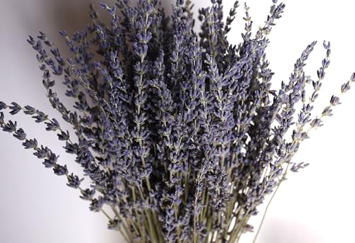 Natural Dried Lavender Flower Bundles (200-220 Stems) - 15-17" Decor