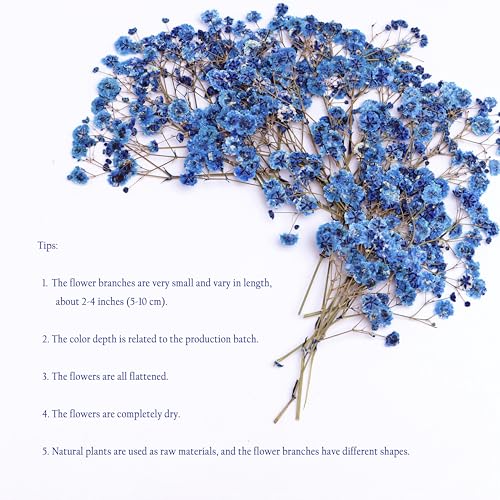 30 PCS Sapphire Blue Dried Pressed Baby's Breath Flowers with Tweezers