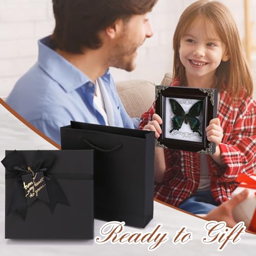 Real Green-Banded Queen Butterfly Specimen in Shadow Box Frame