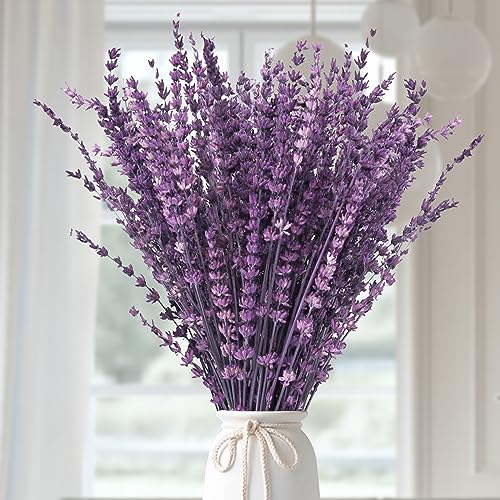 Preserved Lavender Flowers Bouquet - 15-17" Natural Dried Stems Decor