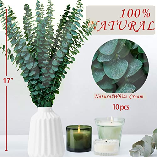 Preserved Natural Dried Eucalyptus Stems for Shower - 10 Pack (17 Inch)