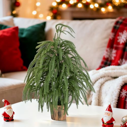 2ft Norfolk Pine Tree with Pot - Siyaluens Tabletop Christmas Tree (1pc, 2ft)