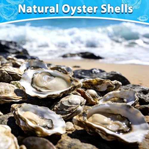 Natural Cleaned Flat Oyster Shells for Crafts & Decoupage, 2-3" (30 Pack)