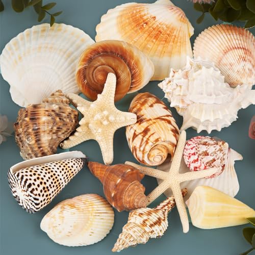 15-Piece Large Natural Seashells & Starfish Set for DIY Crafts & Decor
