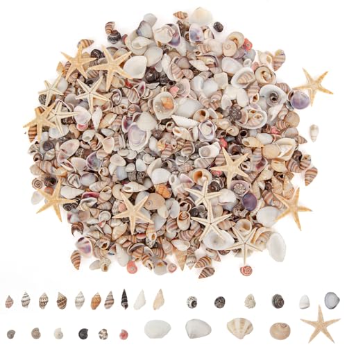 1000 Pcs Mixed Natural Mini Sea Shells & Starfish for DIY Crafts & Decor