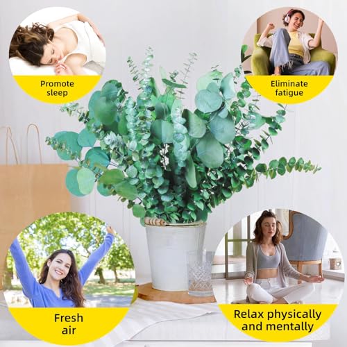 32-Piece Dried Eucalyptus Stems Bundle, 17-Inch Real Preserved Greenery