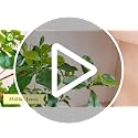 7ft Tall Faux Black Olive Tree with Realistic Leaves for Indoor Decor