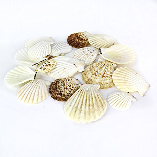 Mixed Beach Seashells for Crafts & Home Decor (Approx. 50 Shells, Up to 2.5")