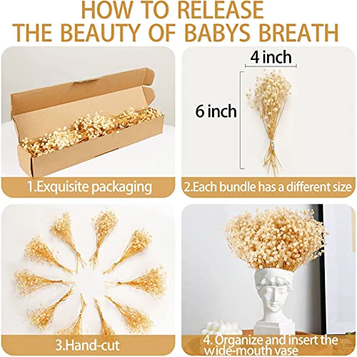 Natural Dried Baby's Breath Flowers - 6" Ivory White Gypsophila Bouquet