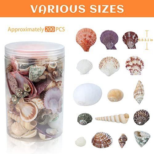Natural Mixed Beach Seashells Bulk (200 Pcs) for DIY Crafts & Decor