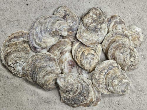 Natural Oyster Shells for Crafts and Decor, 3-4 Inch, 12 Pack