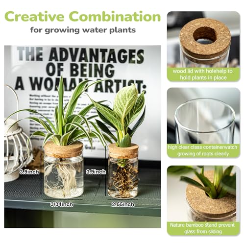 Glass Plant Propagation Station Set of 4 - Desktop Hydroponic Vases