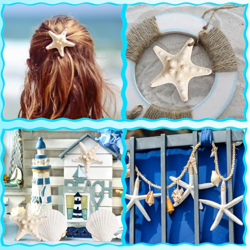 Natural Starfish & Scallop Shell Set for DIY Crafts & Decor (16 Pcs, 2.6"-3.8")