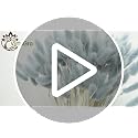 120pcs Blue Bunny Tails Dried Flowers, 16in Natural Lagurus Ovatus Grass