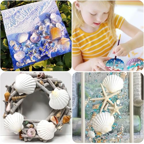 32-Pack Natural White Scallop Shells (2"-3") - Bulk Seashells for Crafts & Decor