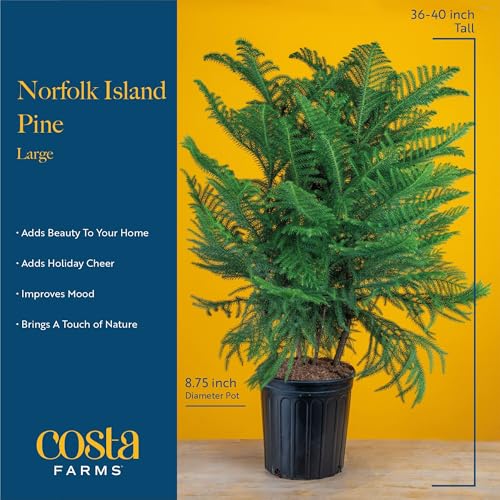 Costa Farms Norfolk Island Pine Live Indoor Christmas Tree - 3-4 Ft, White/Gold