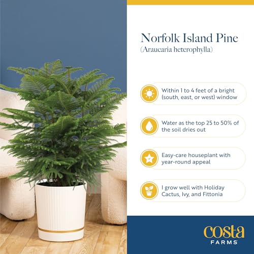 Costa Farms Norfolk Island Pine Live Indoor Christmas Tree - 3-4 Ft, White/Gold