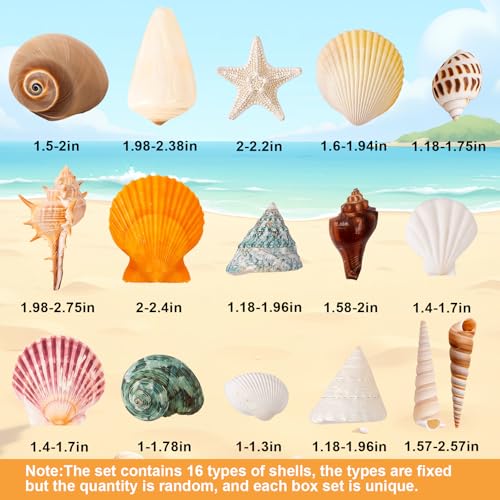 Natural Mixed Ocean Seashells Set for DIY Crafts & Decor (50+ Pcs)