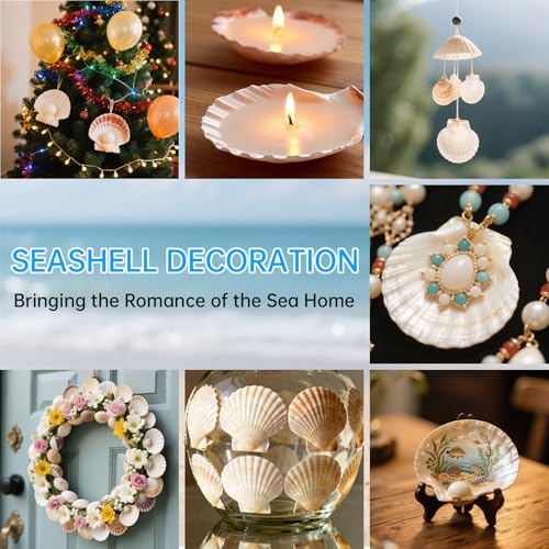 10-Pack Natural Large Scallop Shells (4-5 In) for DIY Crafts & Decor