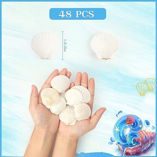 48 Pack Natural White Scallop Shells (1.5"-2") for Crafts & DIY Decor