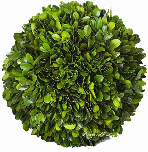 6-Inch Preserved Boxwood Decorative Ball for Indoor Home Decor