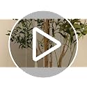 6FT Artificial Olive Tree with Bendable Branches for Indoor Decor