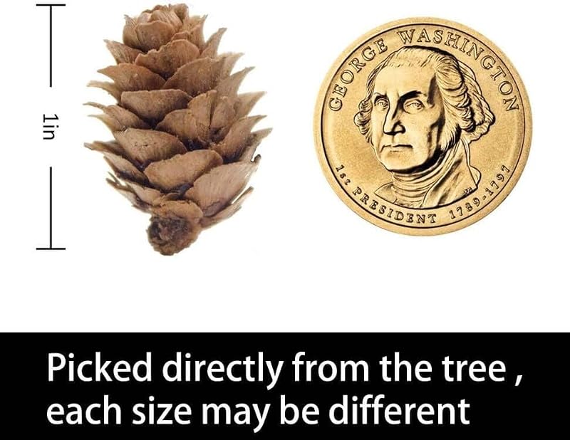 150 Pcs Mini Natural Pine Cones (0.78") for DIY Crafts & Holiday Decor