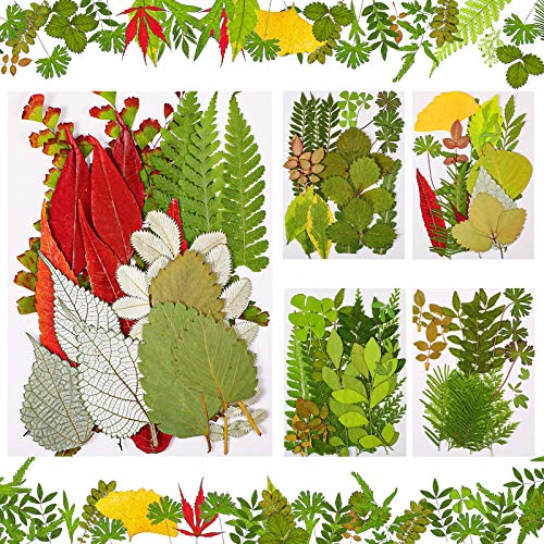 99 Pieces Assorted Real Dried Leaves for Resin Art, Jewelry and Crafts