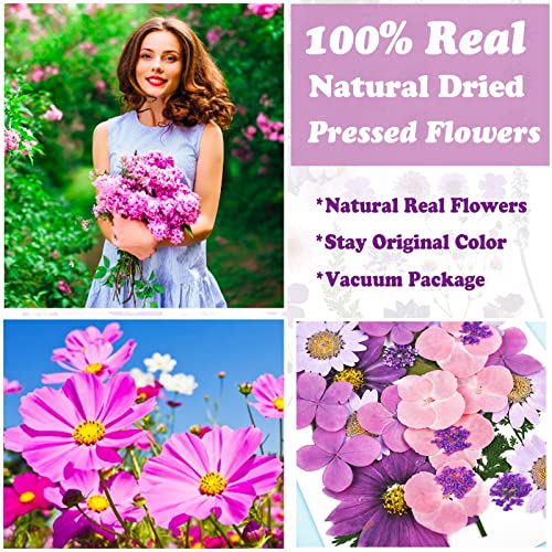 92 Pcs Natural Purple Dried Pressed Flowers for Resin, Candles, and Nail Art