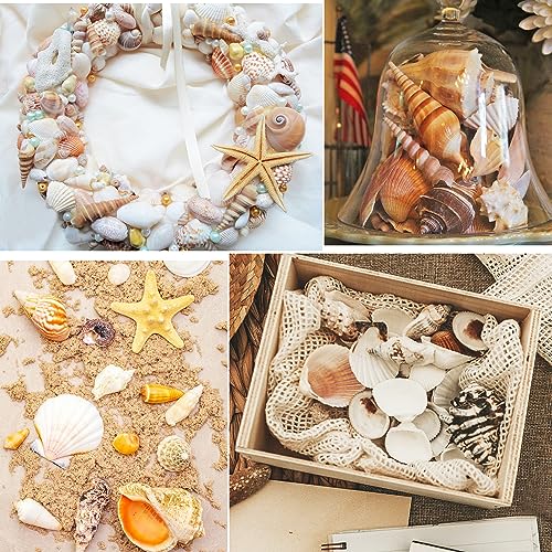 Mixed Natural Sea Shells & Starfish Set for Vase Fillers, Crafts & Decor