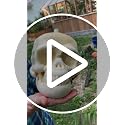 Skull-Shaped Pumpkin Growing Mold for Halloween Gardening
