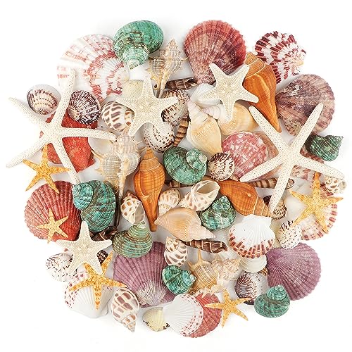 Mixed Natural Sea Shells & Starfish Set for Vase Fillers, Crafts & Decor