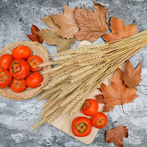 100 Stems Natural Dried Wheat Stalks for Home Decor and Floral Crafts