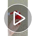 Red Cardinal Birds Set - 2 Faux Foam Feathered Ornaments for Christmas Decorations
