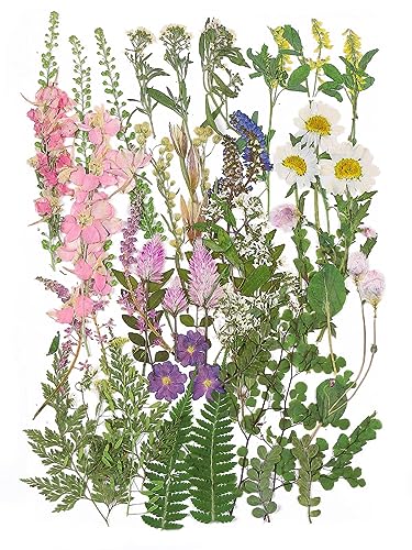 Large Natural Dried Pressed Flowers Set (50+ Pcs) for DIY Crafts & Resin