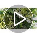 28-Inch Artificial Eucalyptus Wreath for Front Door, Farmhouse Decor