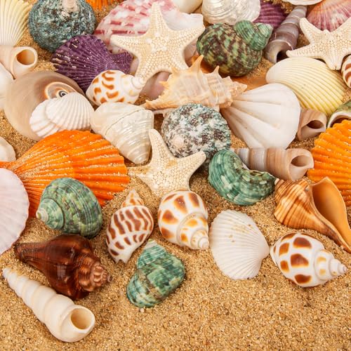 Natural Mixed Ocean Seashells Set for DIY Crafts & Decor (50+ Pcs)