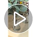 Artificial Eucalyptus Stems in Glass Vase with Faux Water - Set of 3