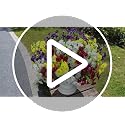 12 Bundles Artificial Morning Glory Flowers with Eucalyptus - UV Resistant Faux Plants for Outdoor Decor